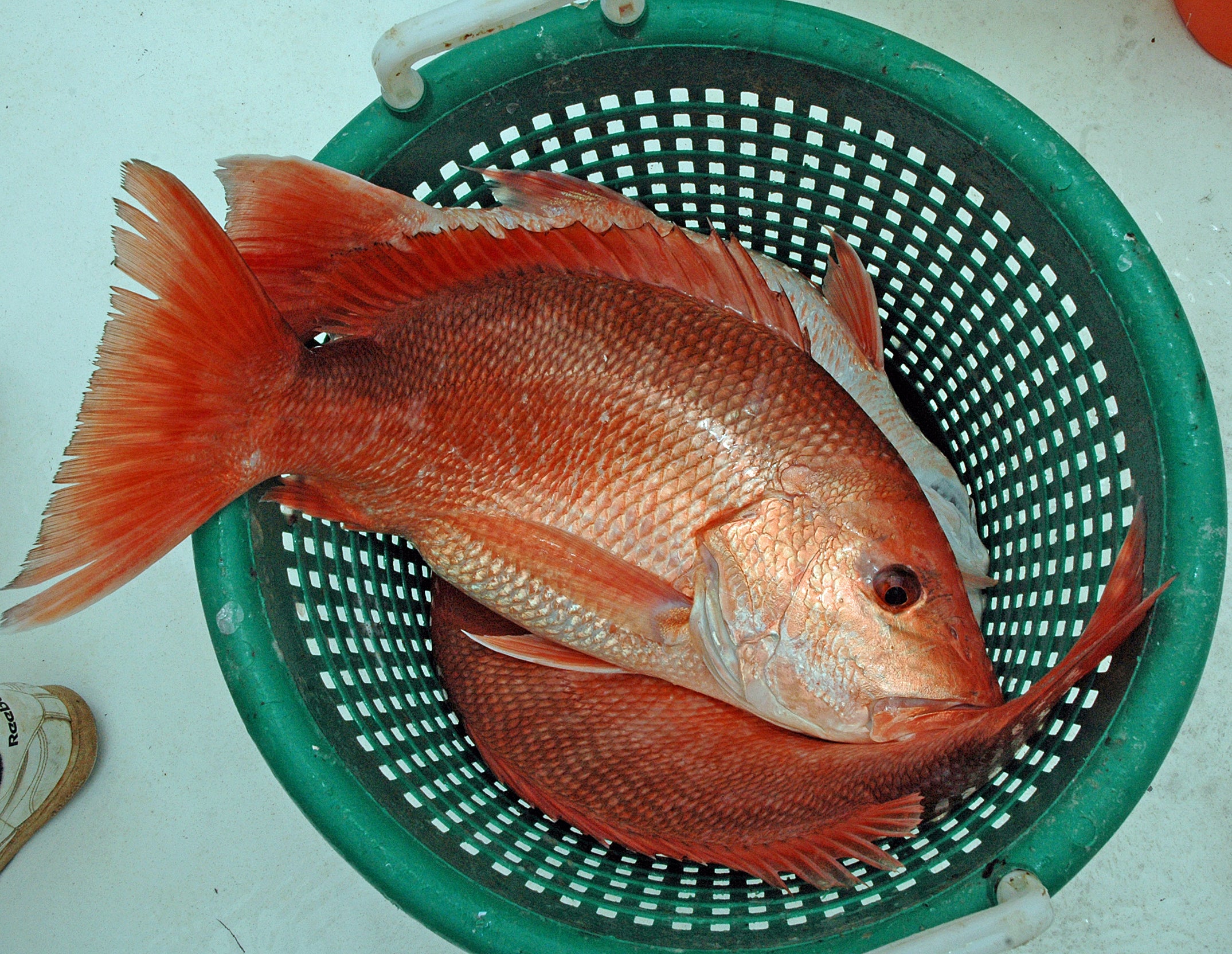 Federally Permitted Charter Boats Get 79Day Snapper Season Outdoor